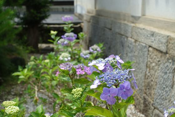 山梨県 紫陽花