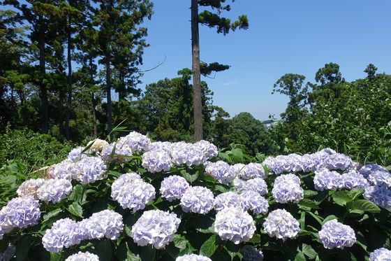 横浜 神社 紫陽花