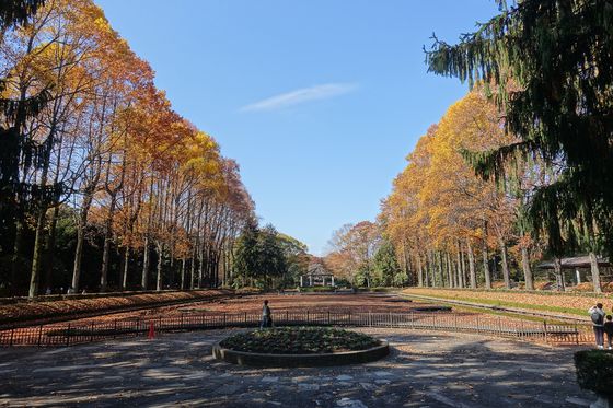栃木県中央公園 ユリノキ並木
