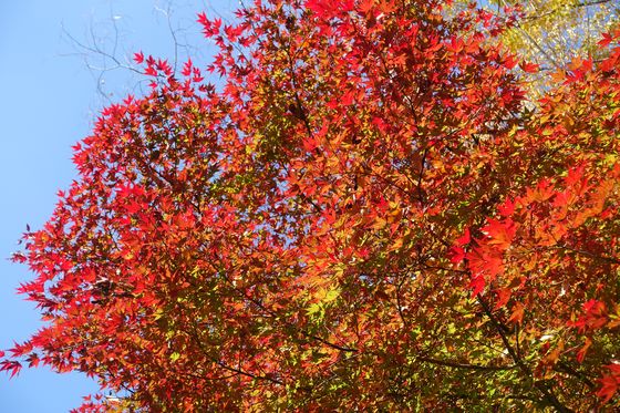 栃木県中央公園 紅葉 現在