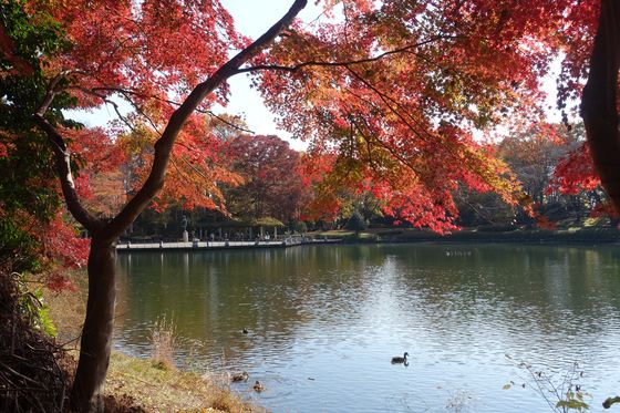 栃木県中央公園 カエデ