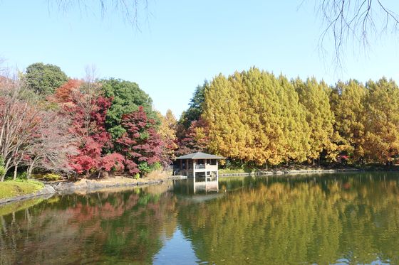 栃木県中央公園 紅葉