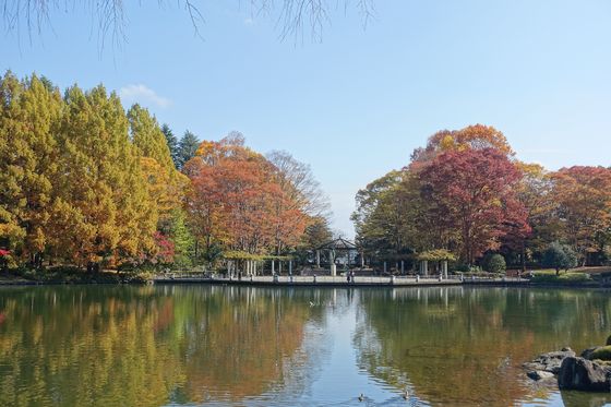 栃木県中央公園 メタセコイア