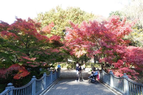 栃木県中央公園 かえで橋