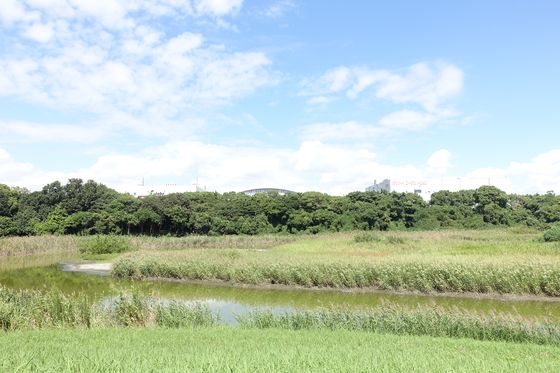 東京港野鳥公園 東淡水池
