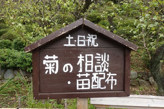 菊花展 池上梅園