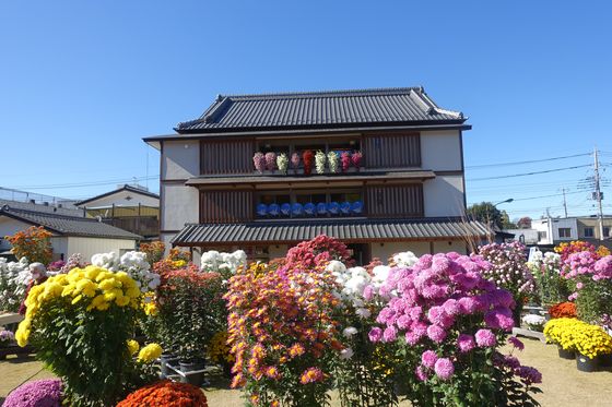 茨城県 菊祭り