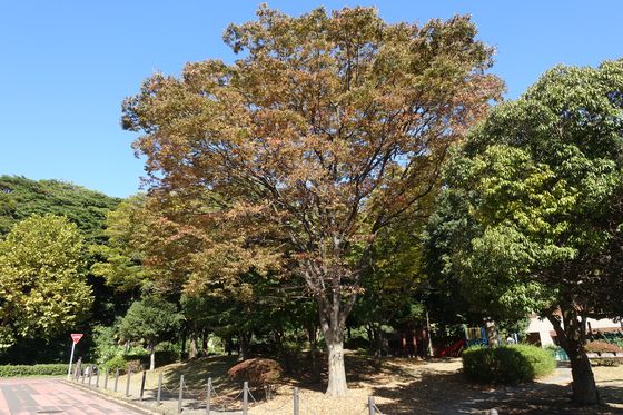 横浜 公園 紅葉