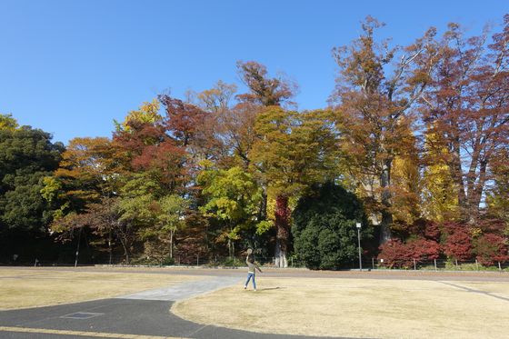 茨城県三の丸庁舎広場 紅葉
