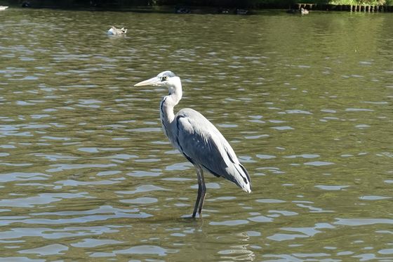 三渓園 野鳥