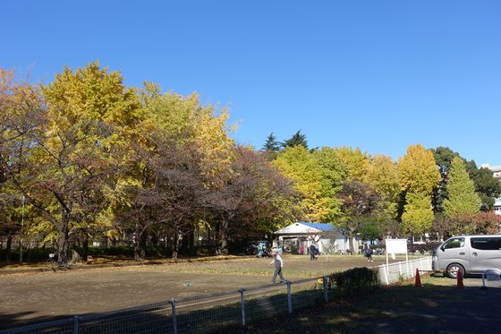 赤塚公園 銀杏並木