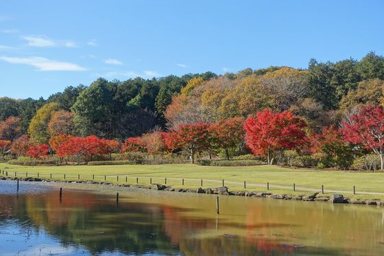 笠間芸術の森公園 紅葉