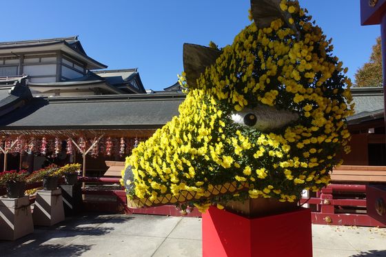 茨城県 菊祭り
