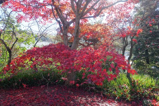 妙覚寺 稲城市 紅葉