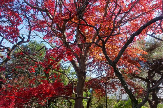 妙覚寺 稲城 紅葉 見頃