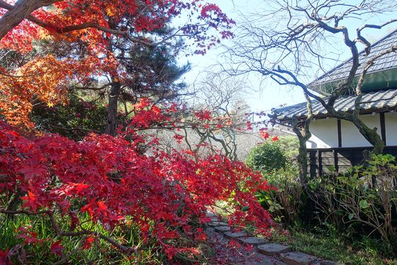 稲城 妙覚寺 紅葉