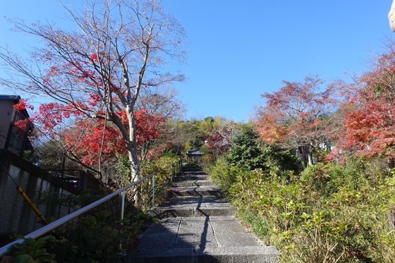 妙覚寺 よみうりランド 紅葉