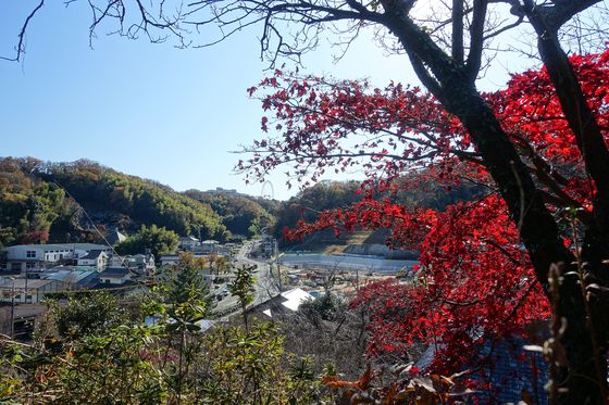 稲城市 妙覚寺 紅葉