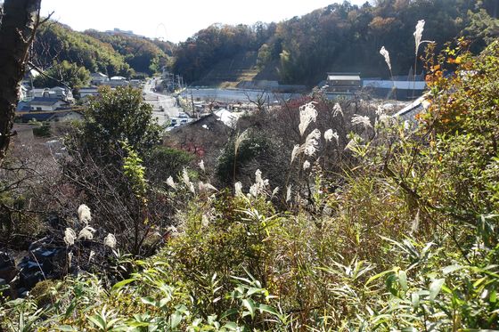 妙覚寺 稲城 ススキ