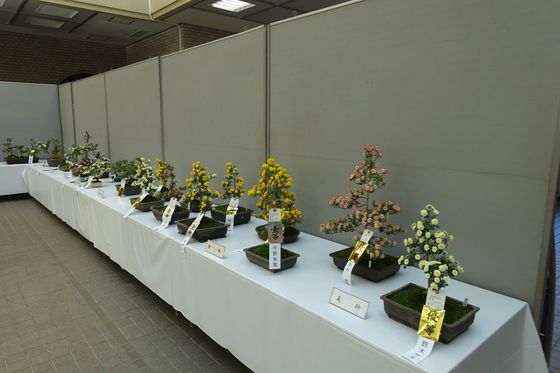 栃木県中央公園 菊盆栽