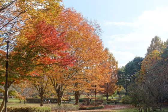 長岡公園 紅葉