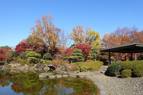 府中の森公園 日本庭園 紅葉