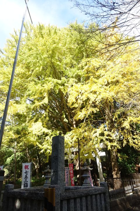 紅葉 上草柳熊野神社