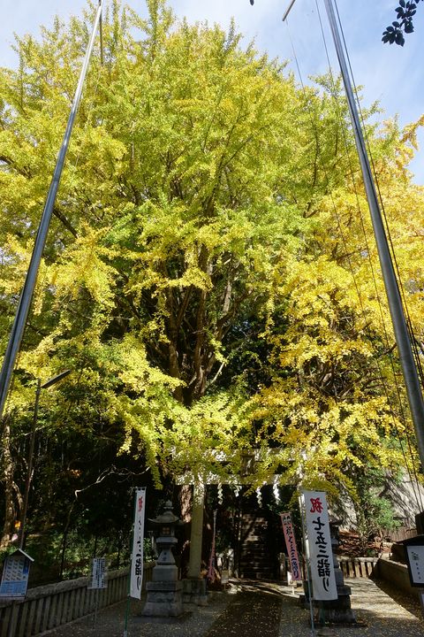 熊野神社 銀杏 紅葉