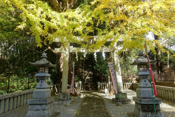 熊野神社 イチョウ 紅葉
