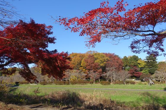 武蔵野公園 紅葉