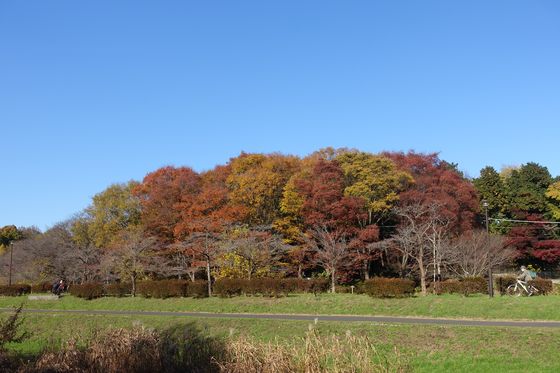 秋 武蔵野公園