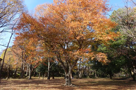 紅葉 武蔵野公園