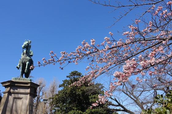 上野 早咲きの桜