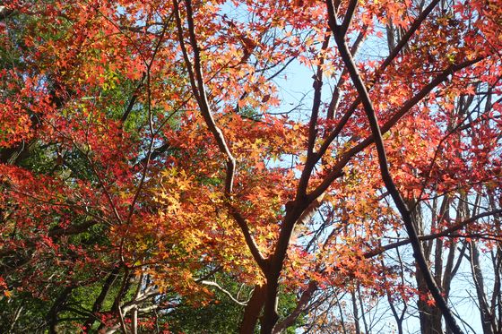 東高根森林公園 紅葉 見頃