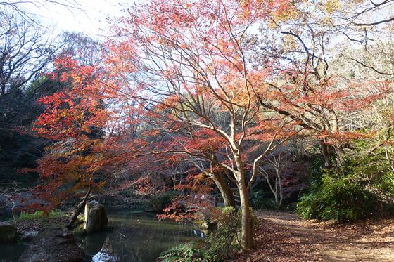 川崎 公園 紅葉