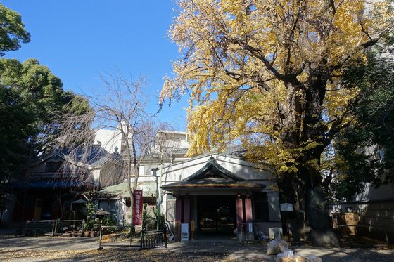 品川寺 イチョウ 紅葉