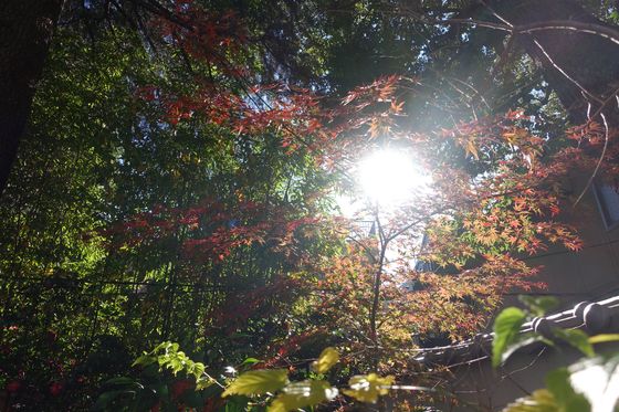 紅葉 品川寺