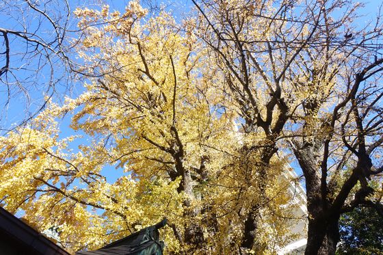 品川寺 紅葉 見頃