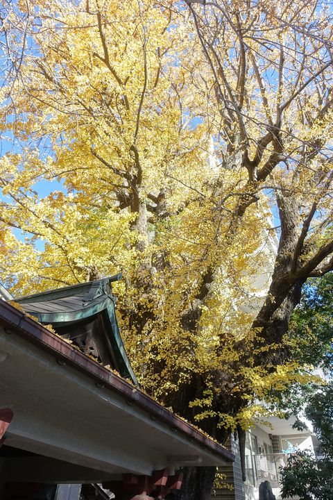 品川寺 銀杏 紅葉