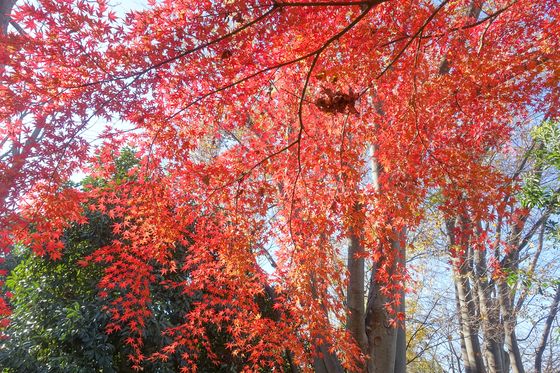 亀戸中央公園 紅葉 現在