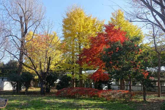 亀戸中央公園 秋