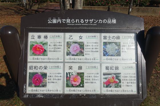 亀戸中央公園 サザンカ 種類