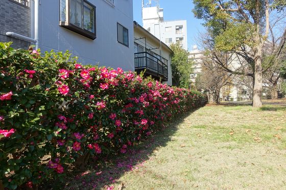 亀戸中央公園 山茶花