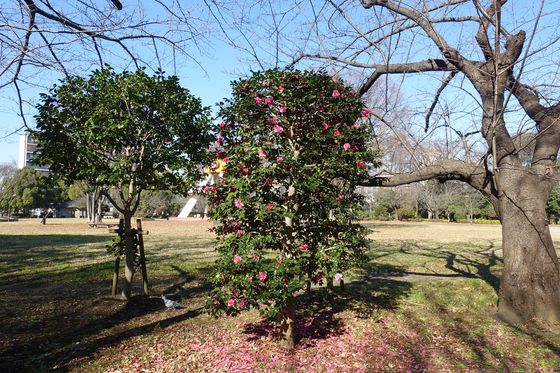 サザンカ 亀戸中央公園