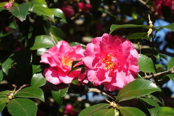 亀戸中央公園 サザンカ 見頃