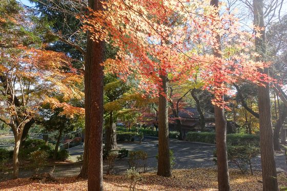 里見公園 紅葉 見頃