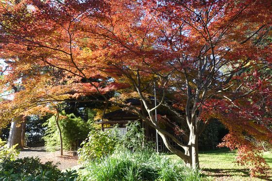 里見公園 モミジ