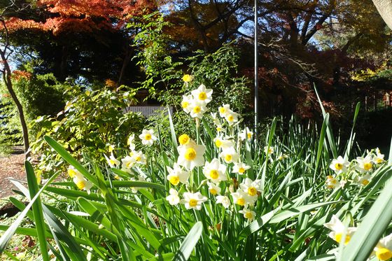 里見公園 水仙