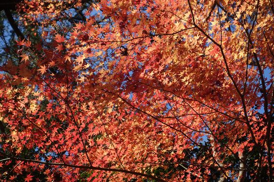 里見公園 紅葉 現在