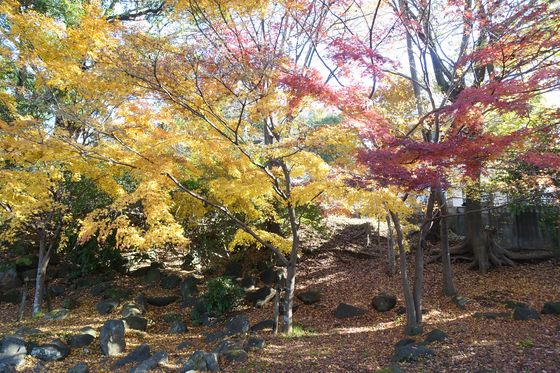 紅葉 里見公園